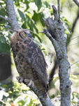 Great Horned Owl 1615